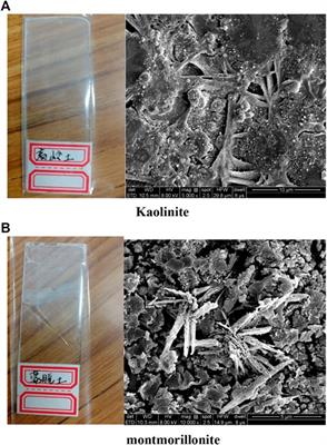 Investigation of Clay Type on Low Salinity Water Flooding Using a Glass Micromodel